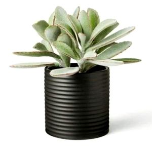 NWT Hilton Carter Faux Succulent Plant Home Decor